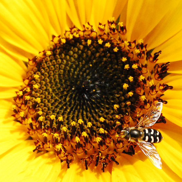 eine Schwebfliege auf einer Sonnenblume